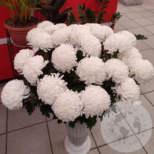 Хризантема одноголовая Хризантема одноголовая в магазине Цветы Планеты