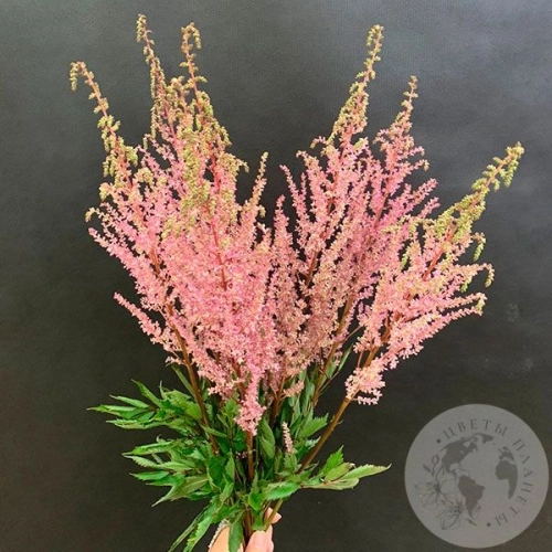 Астильба розовая 7 шт. в магазине Цветы Планеты