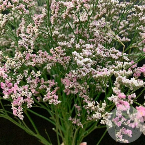 Лимониум розовый 15 шт. в магазине Цветы Планеты