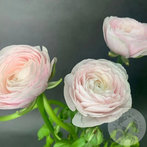 Ранункулюс Ханой 3 шт. в магазине Цветы Планеты