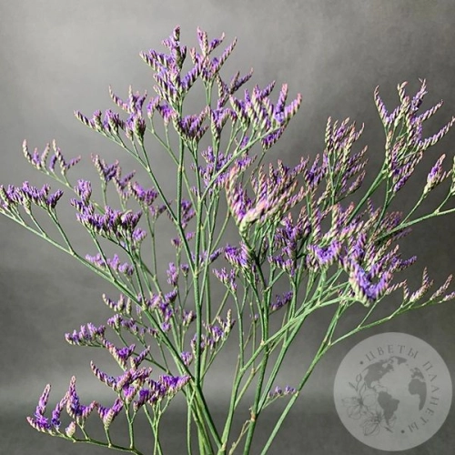 Лимониум 3 шт. в магазине Цветы Планеты