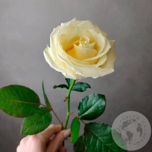 Роза белая 50 см.