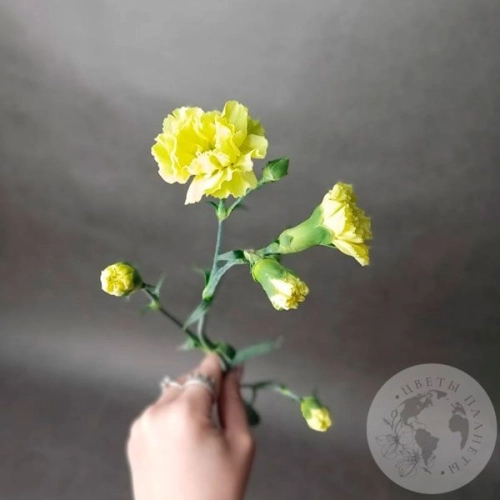 Гвоздика кустовая желтая