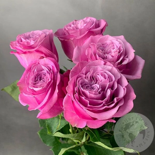 5 роз пионовидных 50 см. в магазине Цветы Планеты