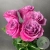5 роз пионовидных 50 см. 5 роз пионовидных 50 см. в магазине Цветы Планеты