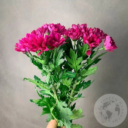 3 Хризантемы кустовых фуксия