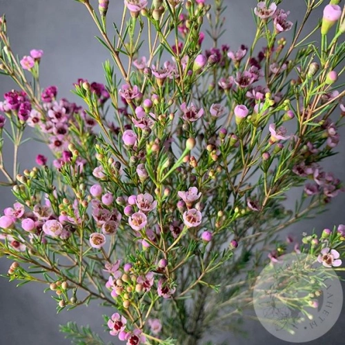 Хамелациум розовый 3 шт. в магазине Цветы Планеты