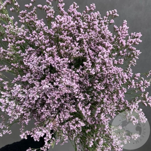 Лимониум 15 шт. в магазине Цветы Планеты