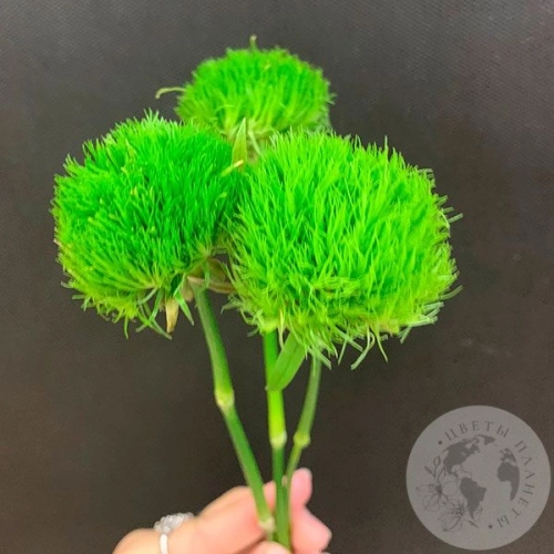 3 гвоздики Грин Трик в магазине Цветы Планеты