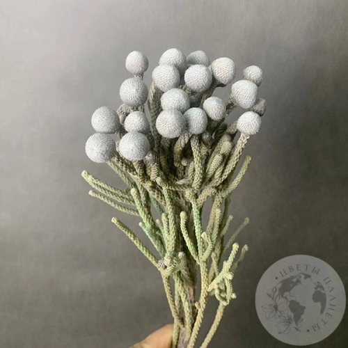 Бруния в магазине Цветы Планеты