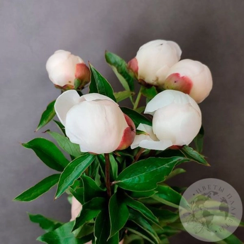 5 пионов белых российских в магазине Цветы Планеты