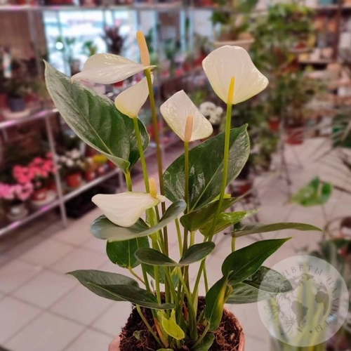 Антуриум комнатный "Мужское счастье" в магазине Цветы Планеты Антуриум комнатный "Мужское счастье"