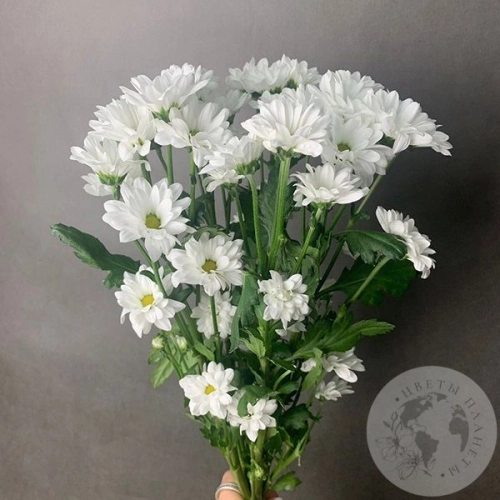 7 белых Сантини