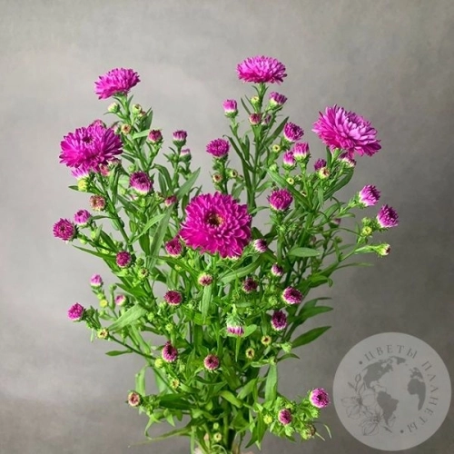 Астер розовый 5 шт. в магазине Цветы Планеты