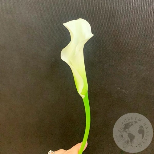 Каллы белые