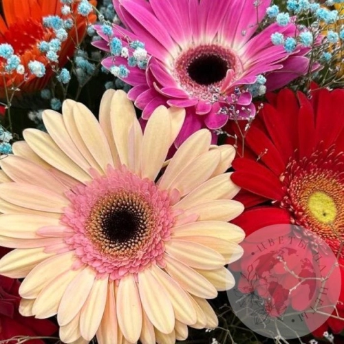 Букет из гербер и гипсофил в магазине Цветы Планеты