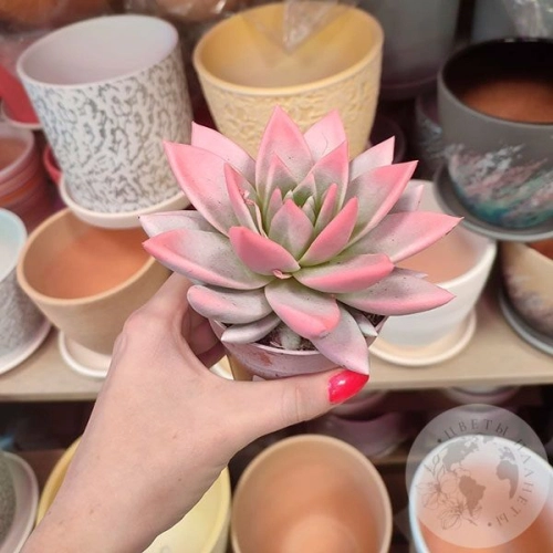 Эхеверия комнатная в магазине Цветы Планеты