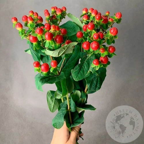 Гиперикум красный 3 шт. в магазине Цветы Планеты