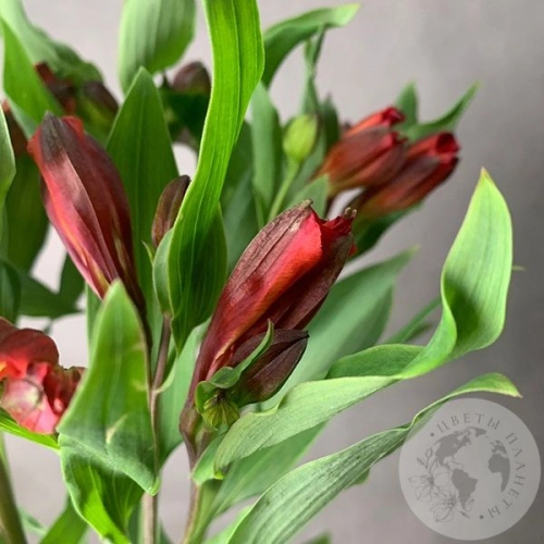 7 Альстромерий красных