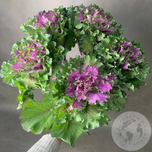 Брассика фиолетовая 5 шт. в магазине Цветы Планеты