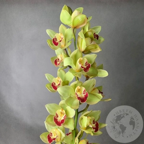 Орхидея Цимбидиум зеленая