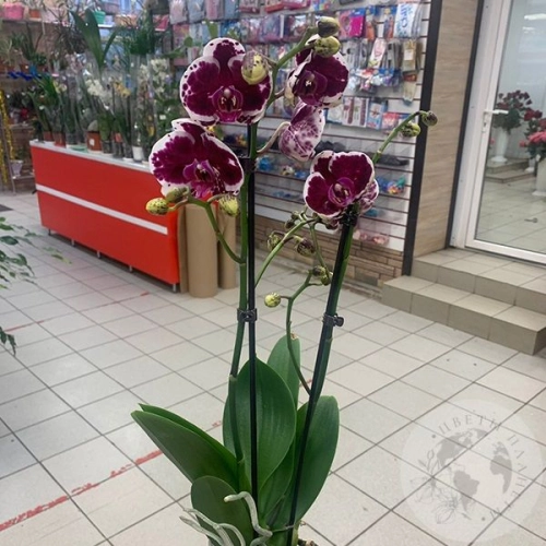 Орхидея комнатная бордово-белая