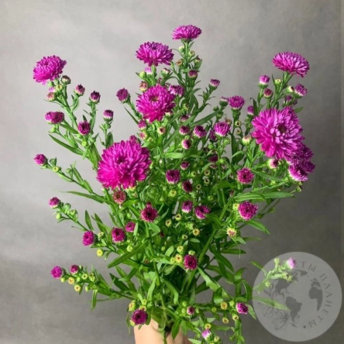 Астер розовый 7 шт. в магазине Цветы Планеты