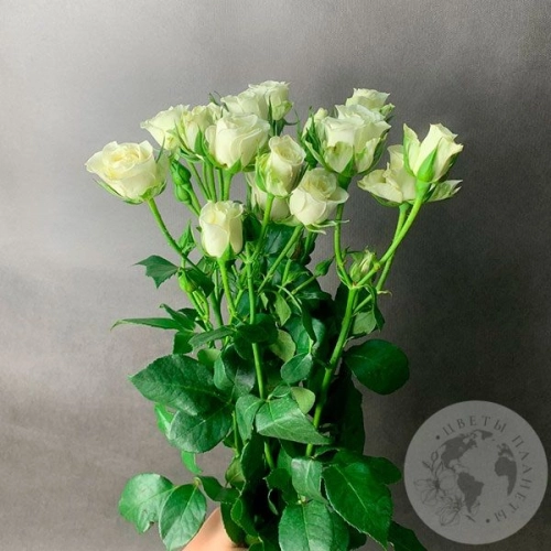 5 кустовых роз белых в магазине Цветы Планеты