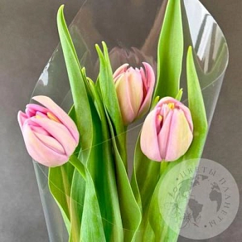 3 розовых пионовидных тюльпана 3 розовых пионовидных тюльпана