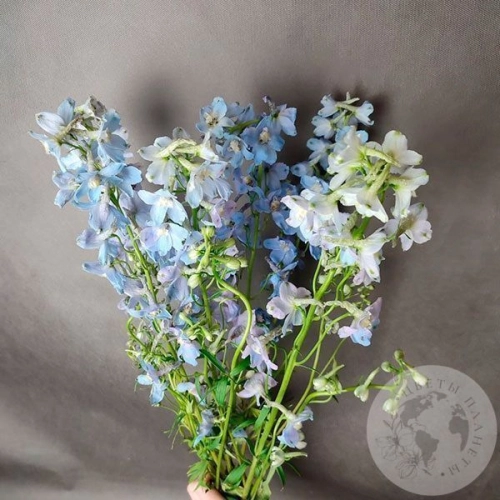 Дельфиниум 7 шт. в магазине Цветы Планеты