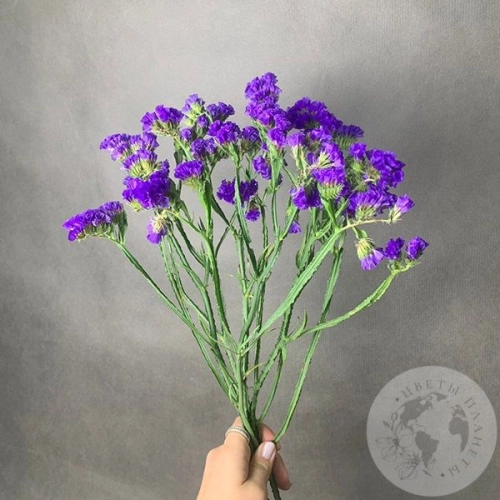 Статица синяя 5 шт. в магазине Цветы Планеты