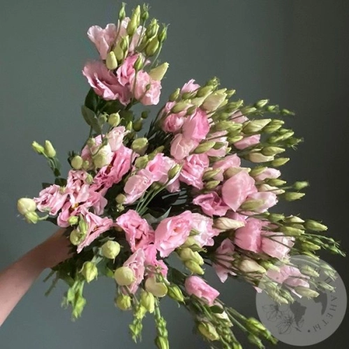 Эустома розовая 7 шт.