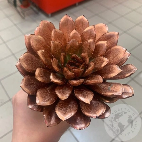 Эхеверия домашняя