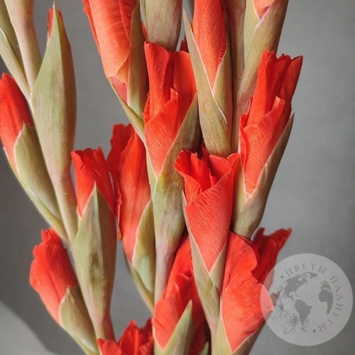 Гладиолус 5 шт. в магазине Цветы Планеты