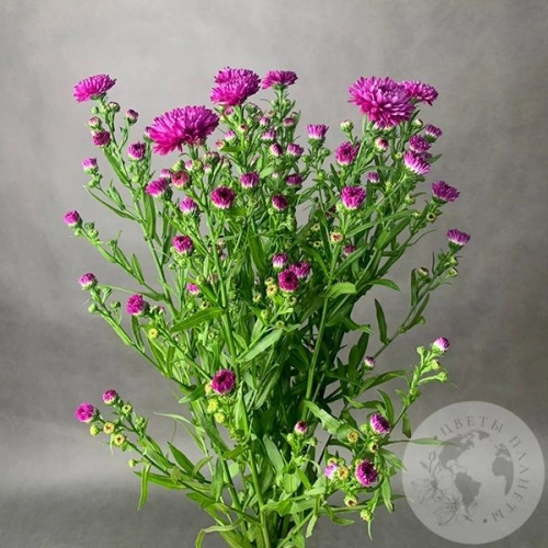 Астер розовый 7 шт. в магазине Цветы Планеты