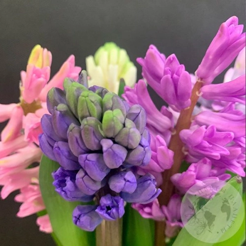 Гиацинт микс 5 шт. в магазине Цветы Планеты