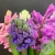 Гиацинт микс 5 шт. в магазине Цветы Планеты