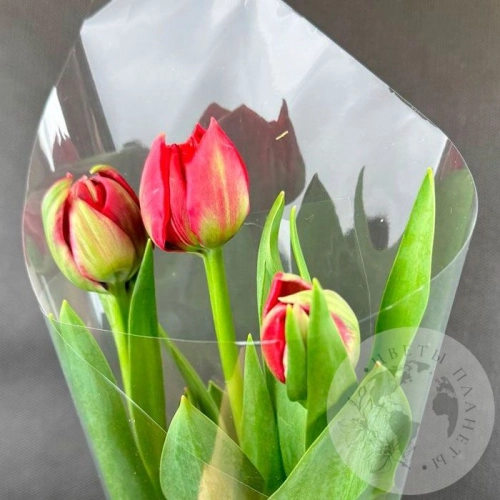 Букет из 3 красных пионовидных тюльпанов в магазине Цветы Планеты