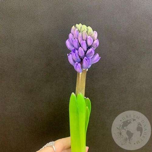 Гиацинт синий в магазине Цветы Планеты