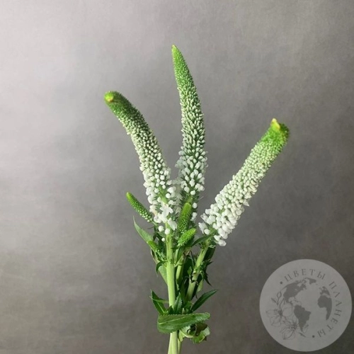 Вероника белая 3 шт. в магазине Цветы Планеты