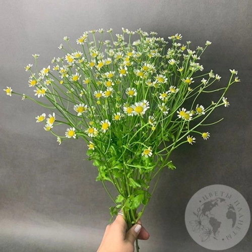 Танацетум 9 шт.