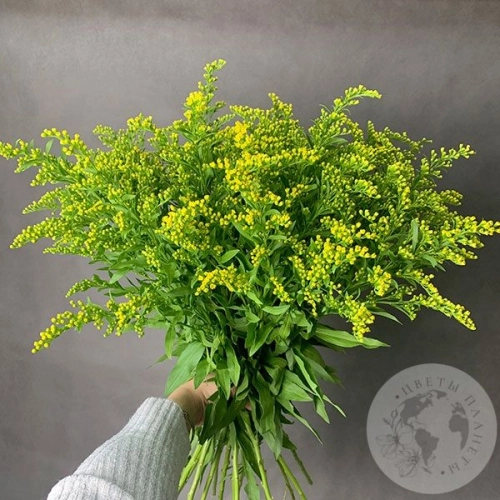 13 солидаго желтых в магазине Цветы Планеты