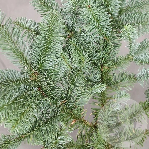 Нобилис 1 ветка в магазине Цветы Планеты