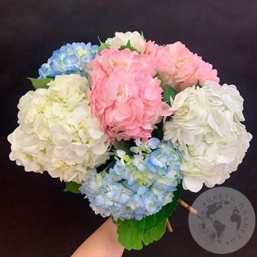 7 гортензий микс