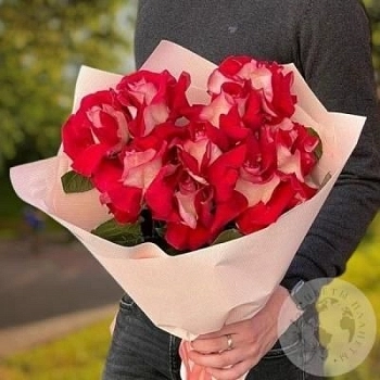 9 красно-белых вывернутых роз 9 красно-белых вывернутых роз