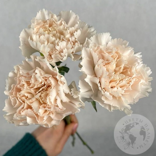 3 гвоздики персиковых