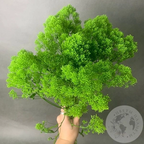 Трахелиум зеленый 9 шт. в магазине Цветы Планеты