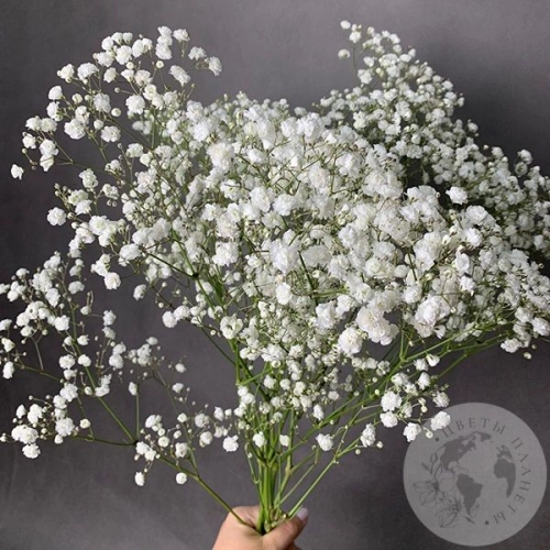 Гипсофила белая 5 шт. Гипсофила белая 5 шт. в магазине Цветы Планеты