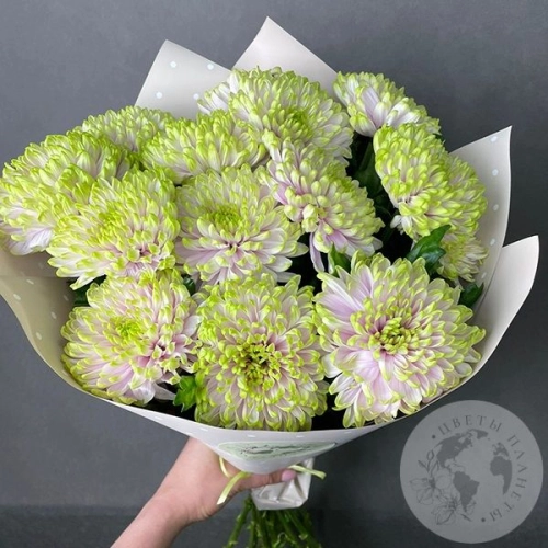13 хризантем зеленых