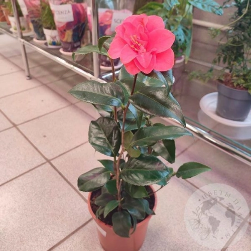 Камелия в магазине Цветы Планеты
